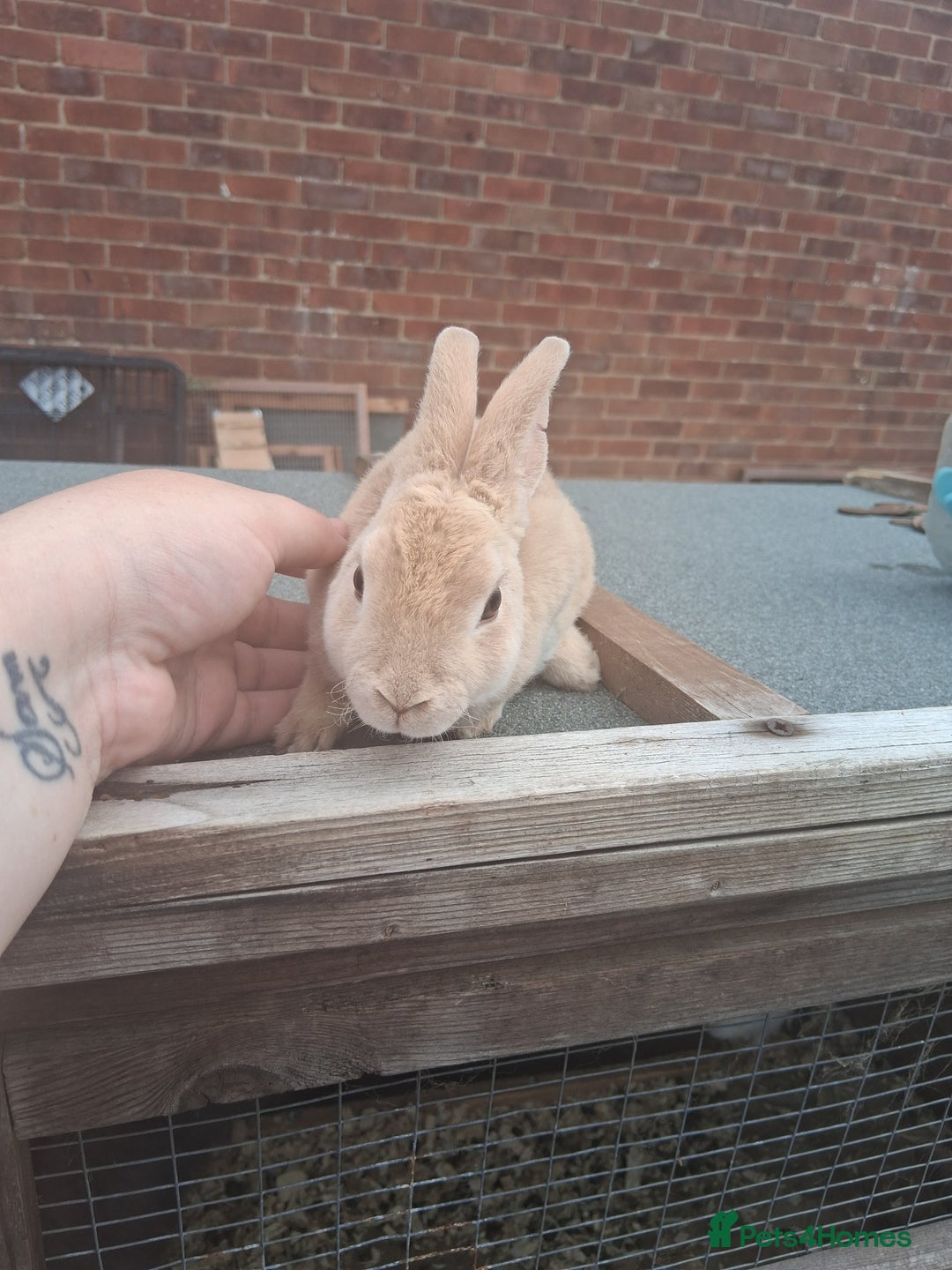 Mixed Breed rabbits for sale: Taka and Bobby - Image 4