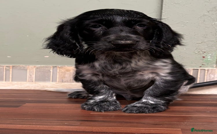 Cocker Spaniel dogs - Advert 8