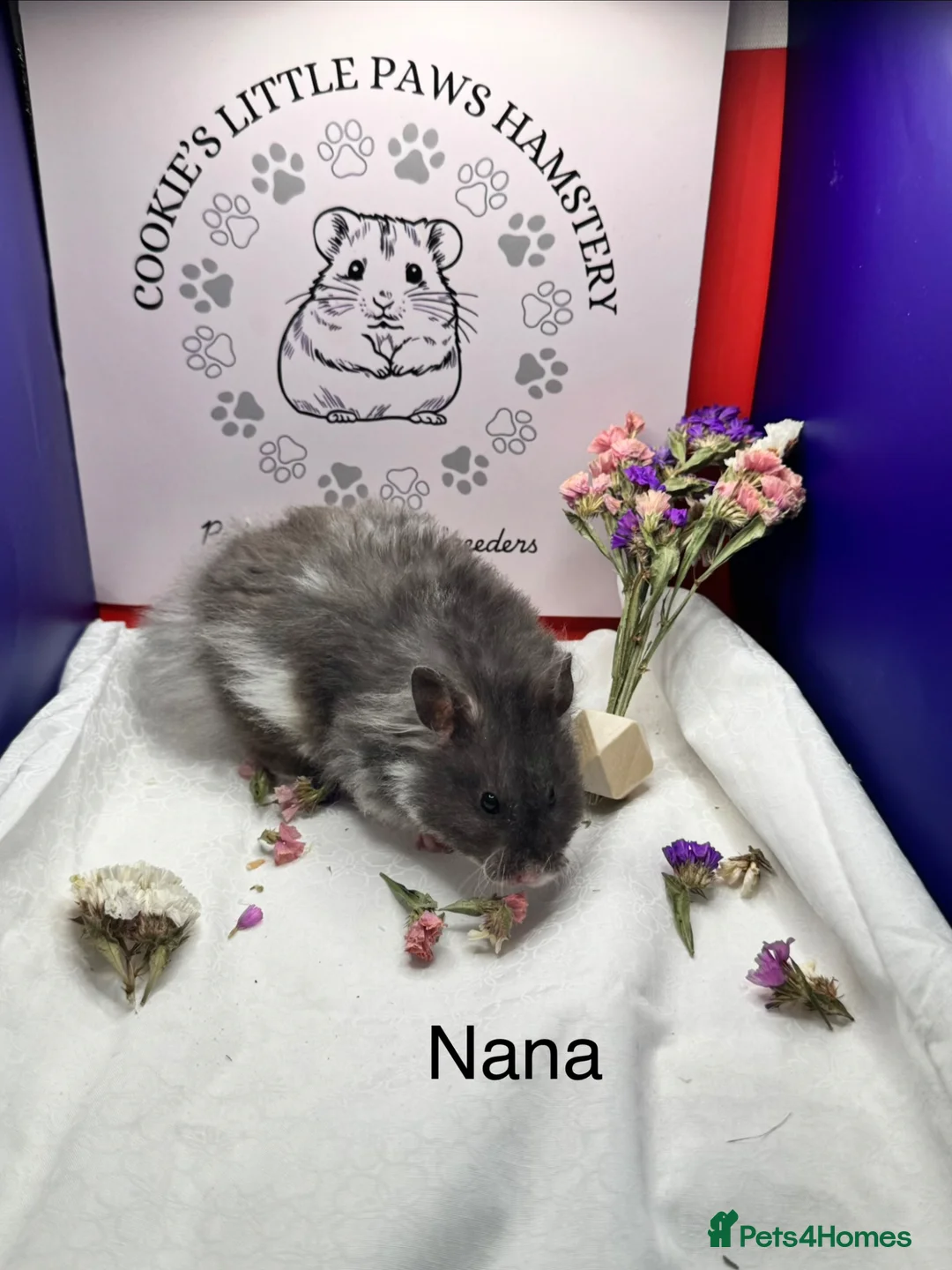 Hamster rodents for sale: TAME older hamsters  - Advert 2