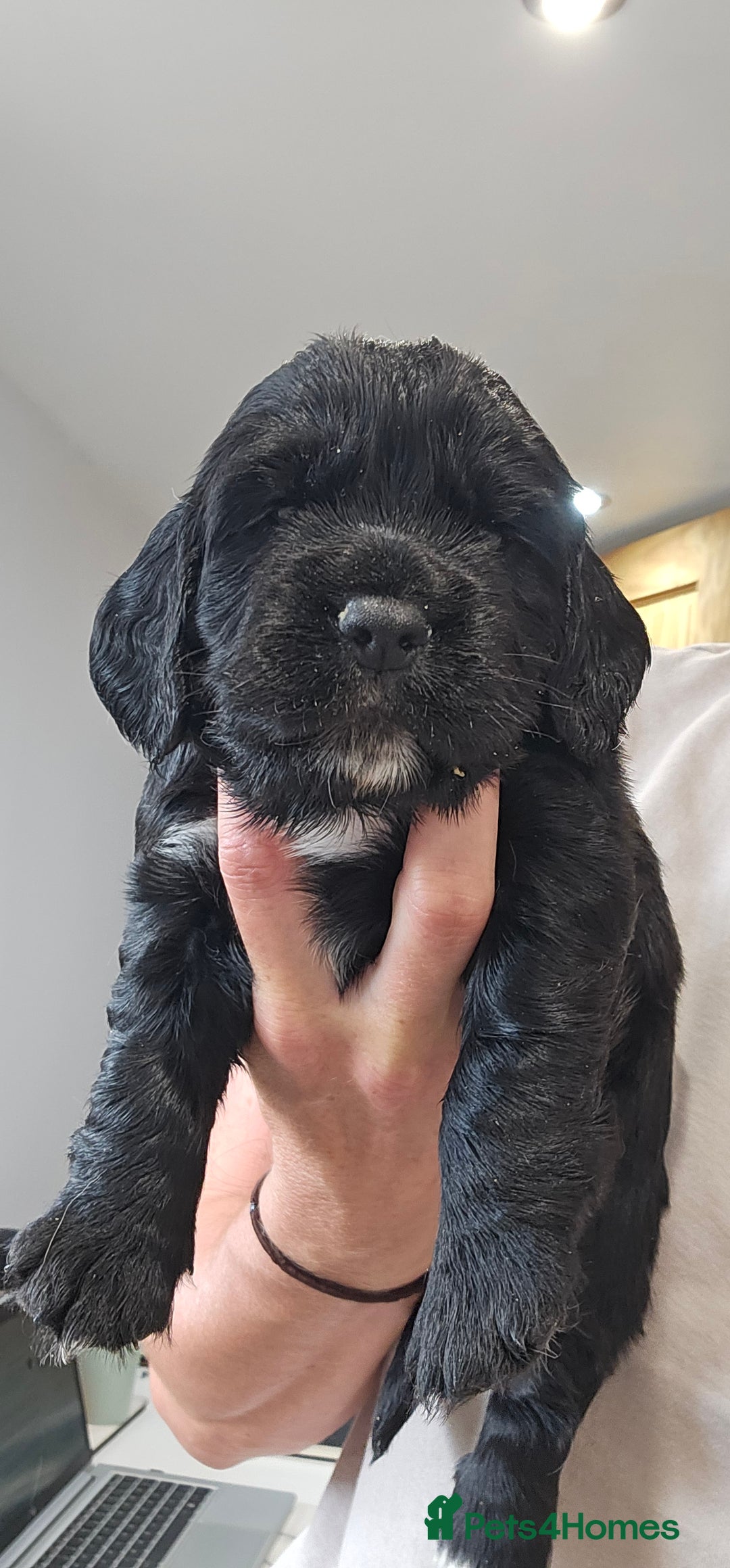 Cocker Spaniel dogs for sale: Beautiful Working Cocker Spaniel Puppies  - Image 3