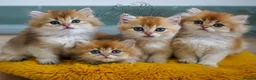 British Longhair cats for sale: TICA Exceptional Pedigree Golden British Kittens - Advert 3