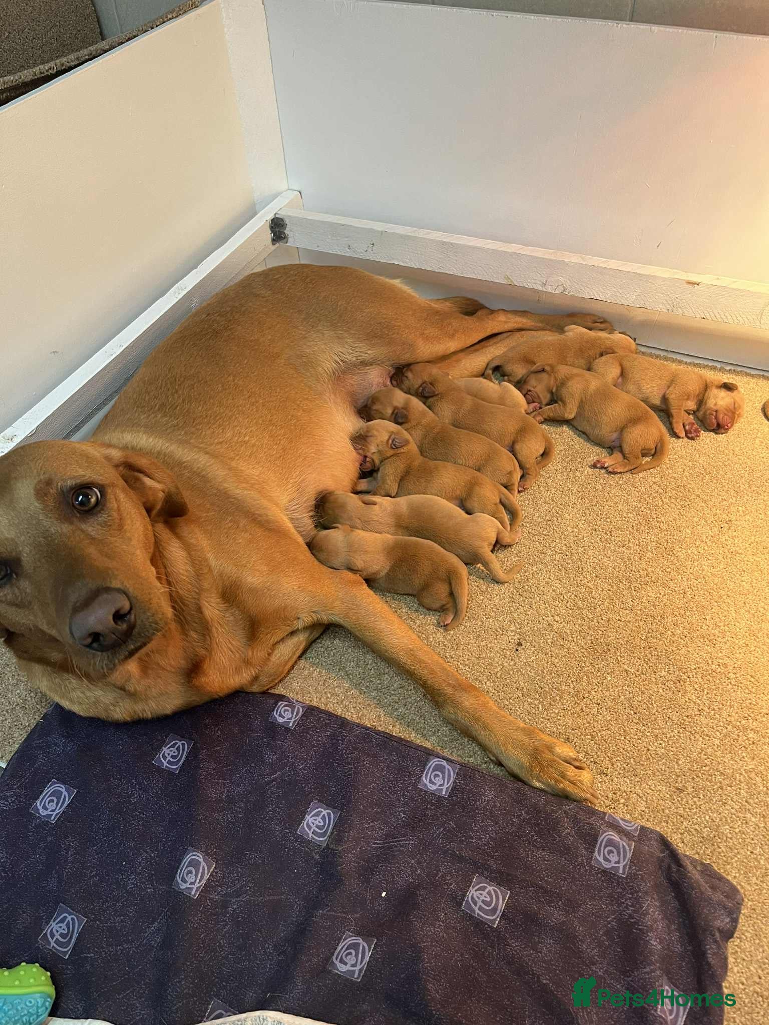 Labrador Retriever dogs Exceptional breed Labradors - Advert 16