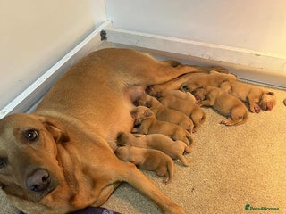 Labrador Retriever dogs - Advert 2