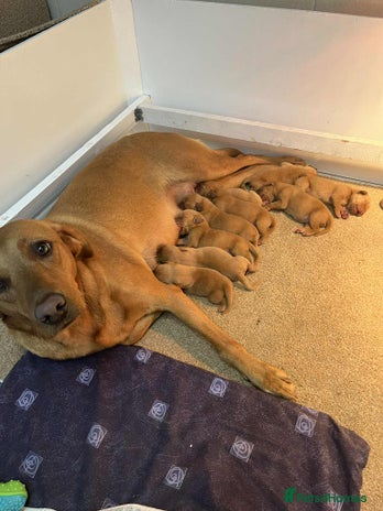 Labrador Retriever dogs - Advert 5