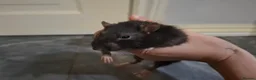 Rat rodents for sale: 3 male rats for sale - Advert 4