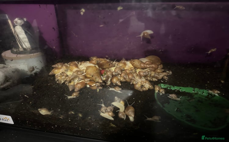 Snails invertebrates - Advert 4