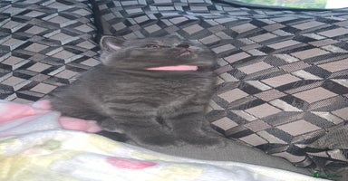 British Shorthair cats - Advert 3