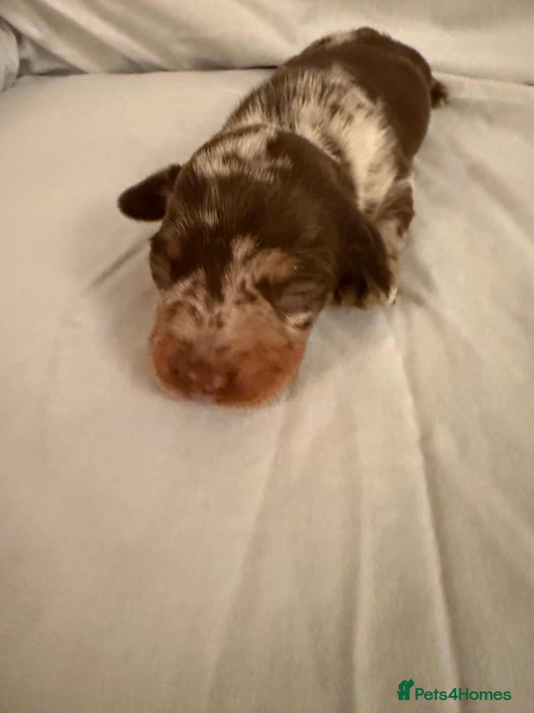 Dachshund dogs for sale: Miniature Dachshund puppies for sale - Advert 2