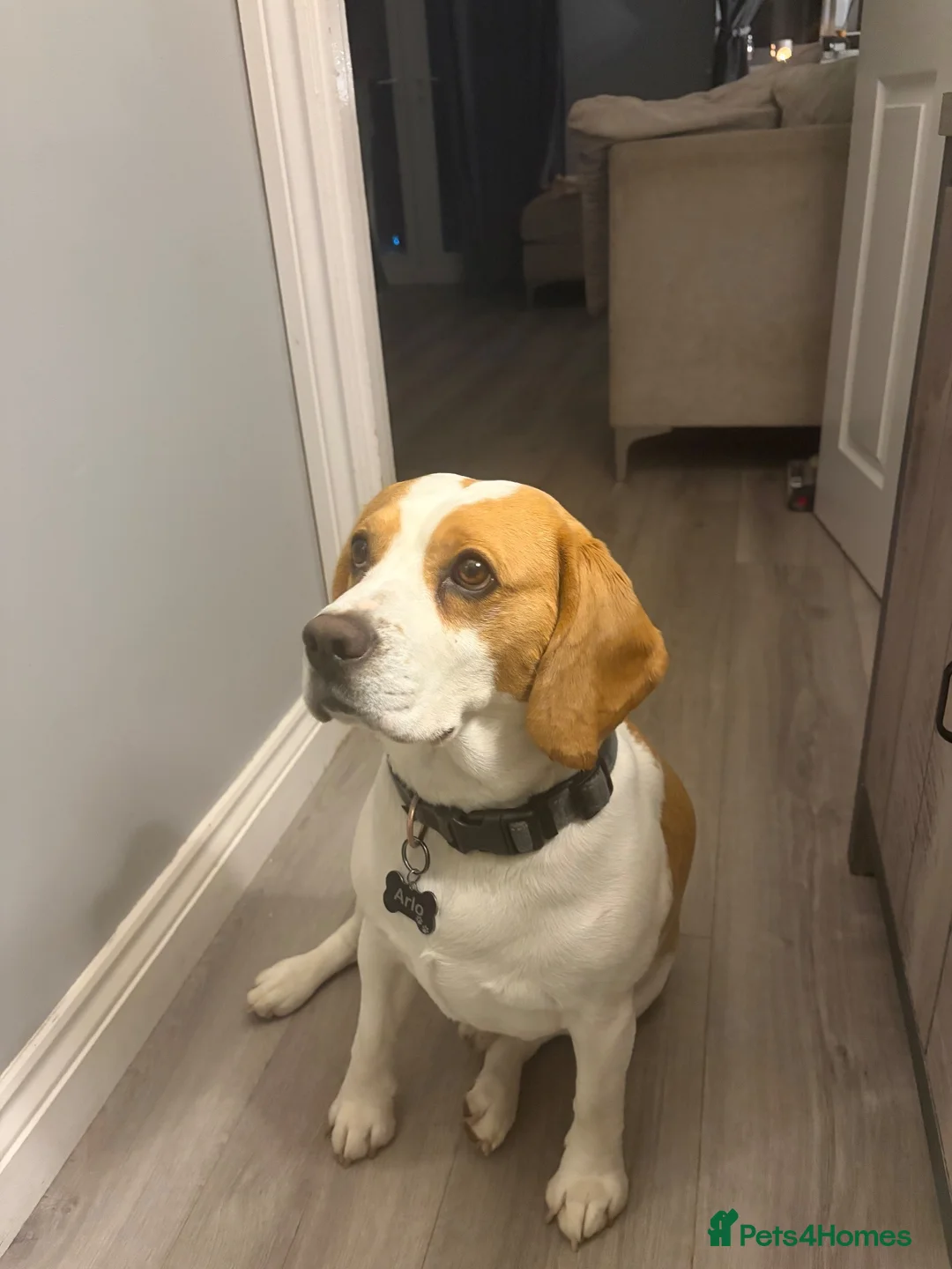 Beagle dogs for stud: Beagle in Redditch - Advert 1