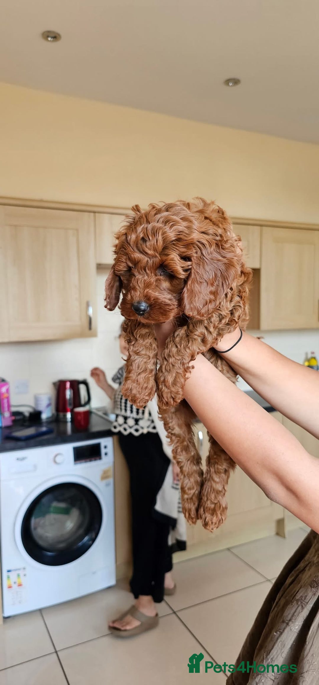 Cockapoo dogs for sale: Beautiful F1 Red Cockapoo Puppies - Image 2