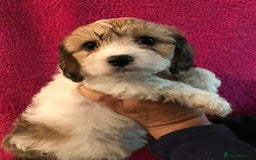 Cavachon dogs for sale: Beautiful cavachon pups - Image 5