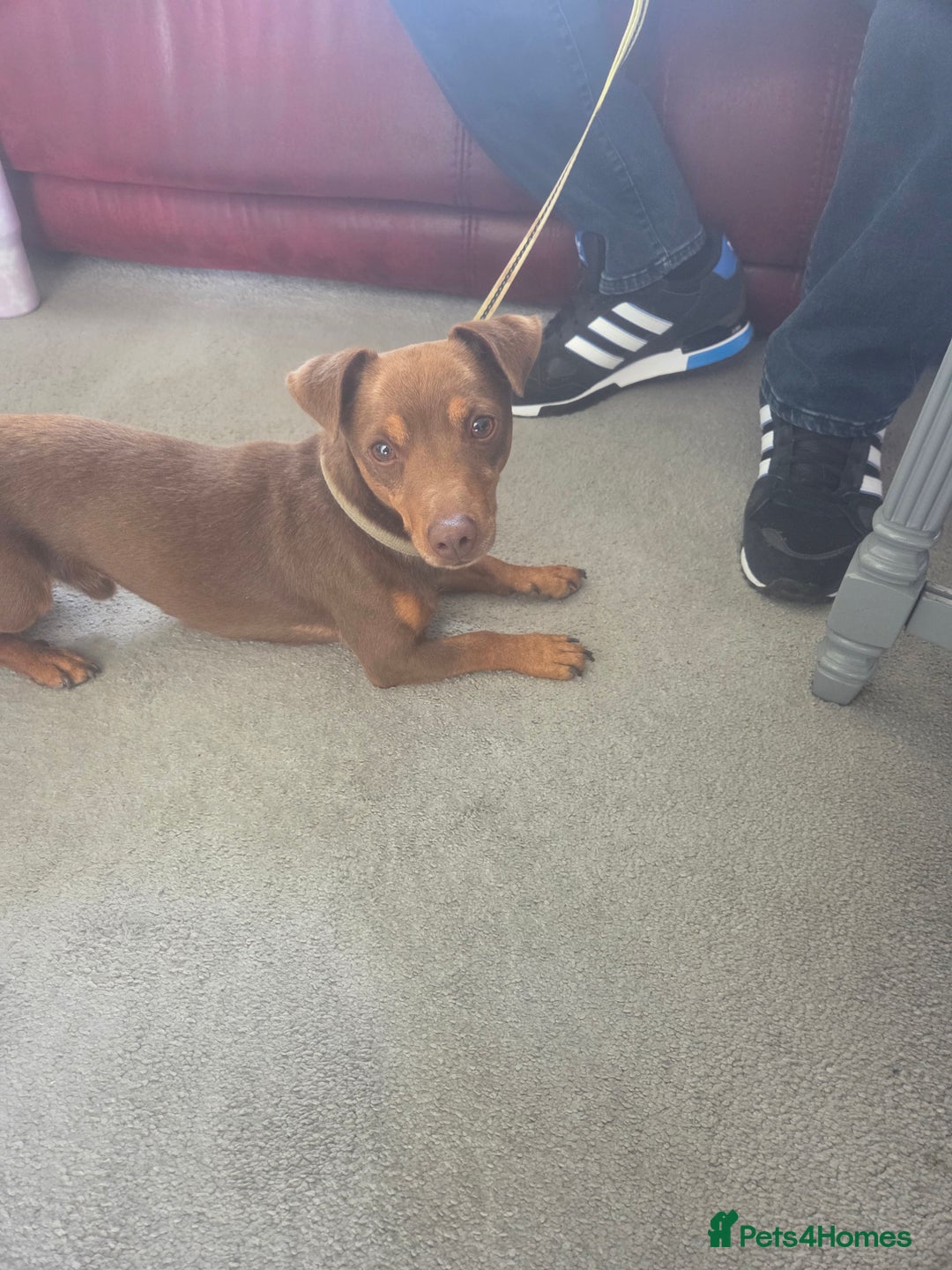 Jack Russell dogs for sale: Lovely jack russell  - Image 1