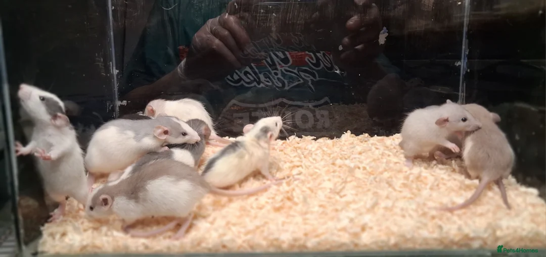 Rat rodents for sale: Baby Dumbo rats, natural, Rex , Nakeds - Advert 21