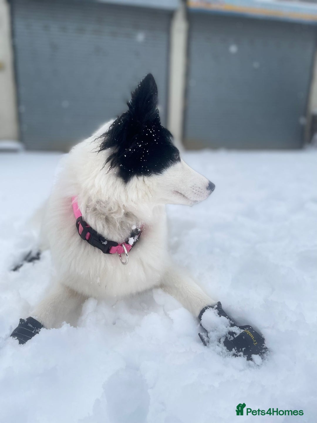 Mixed Breed dogs for sale: Samoyed/Border Collie Hybrid  - Advert 4