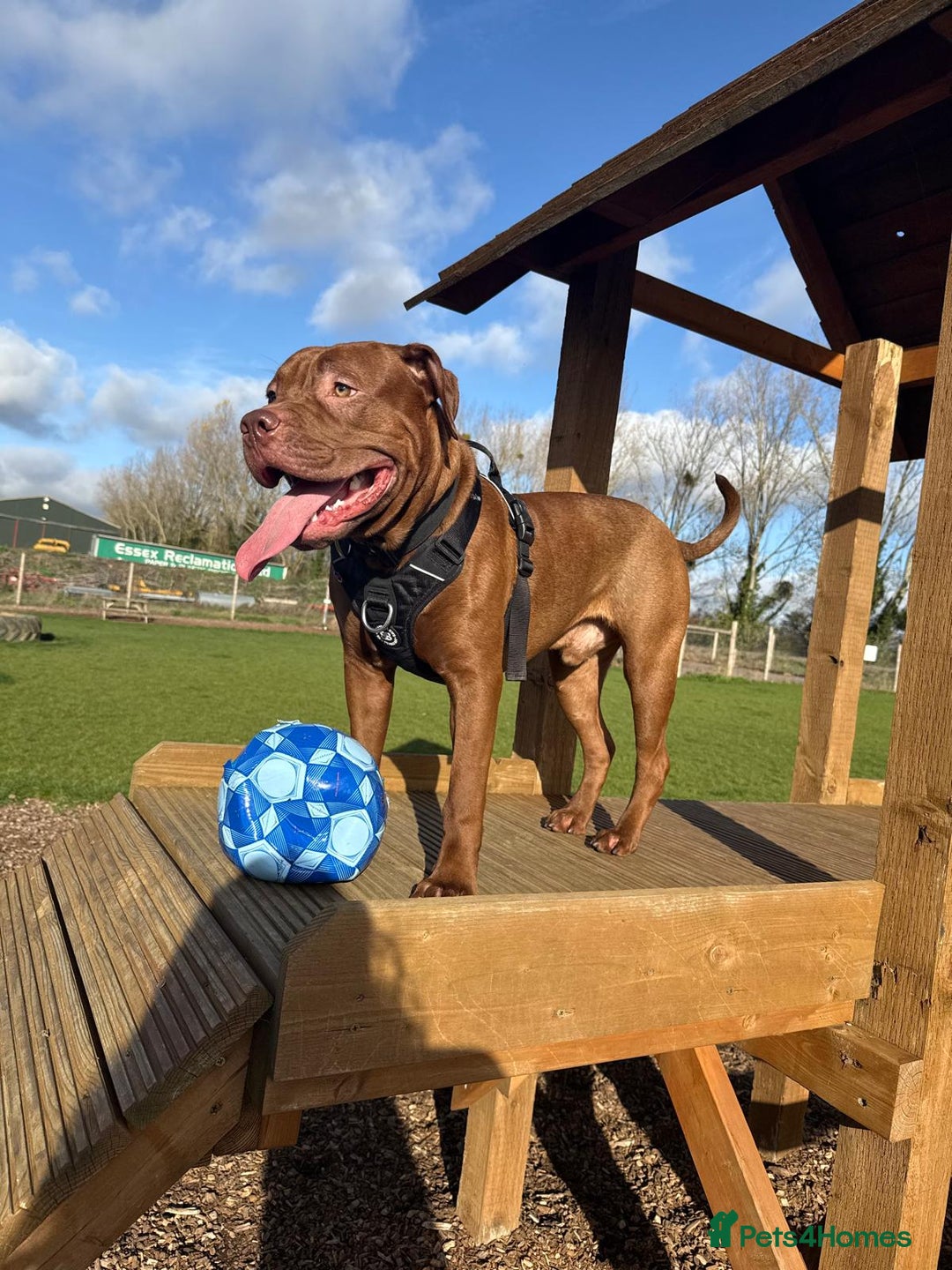 Mixed Breed dogs for sale: Rocco - Advert 6