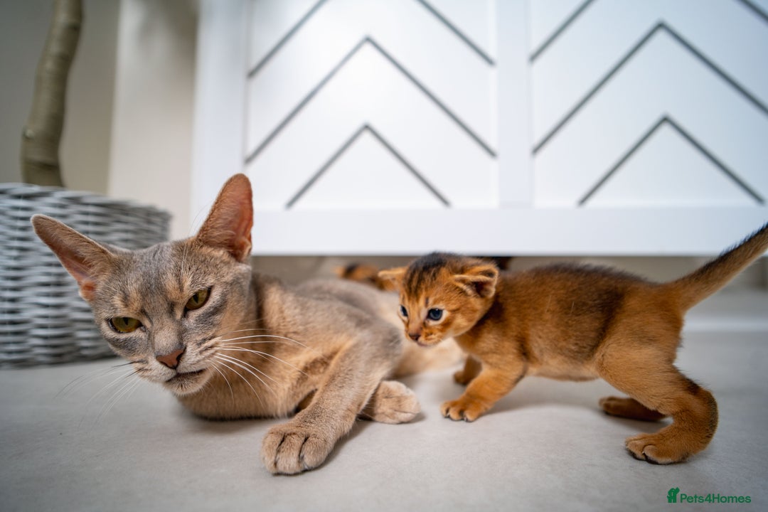 Abyssinian cats for sale: Champion Line Abyssinians- Rare Beauty- TICA reg. - Image 22