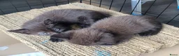 Mixed Breed cats for sale: 5 kittens available 17th October  - Advert 11