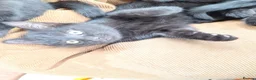 British Shorthair cats for sale: 6 Beautiful black kittens in Kirkby Stephen - Advert 5