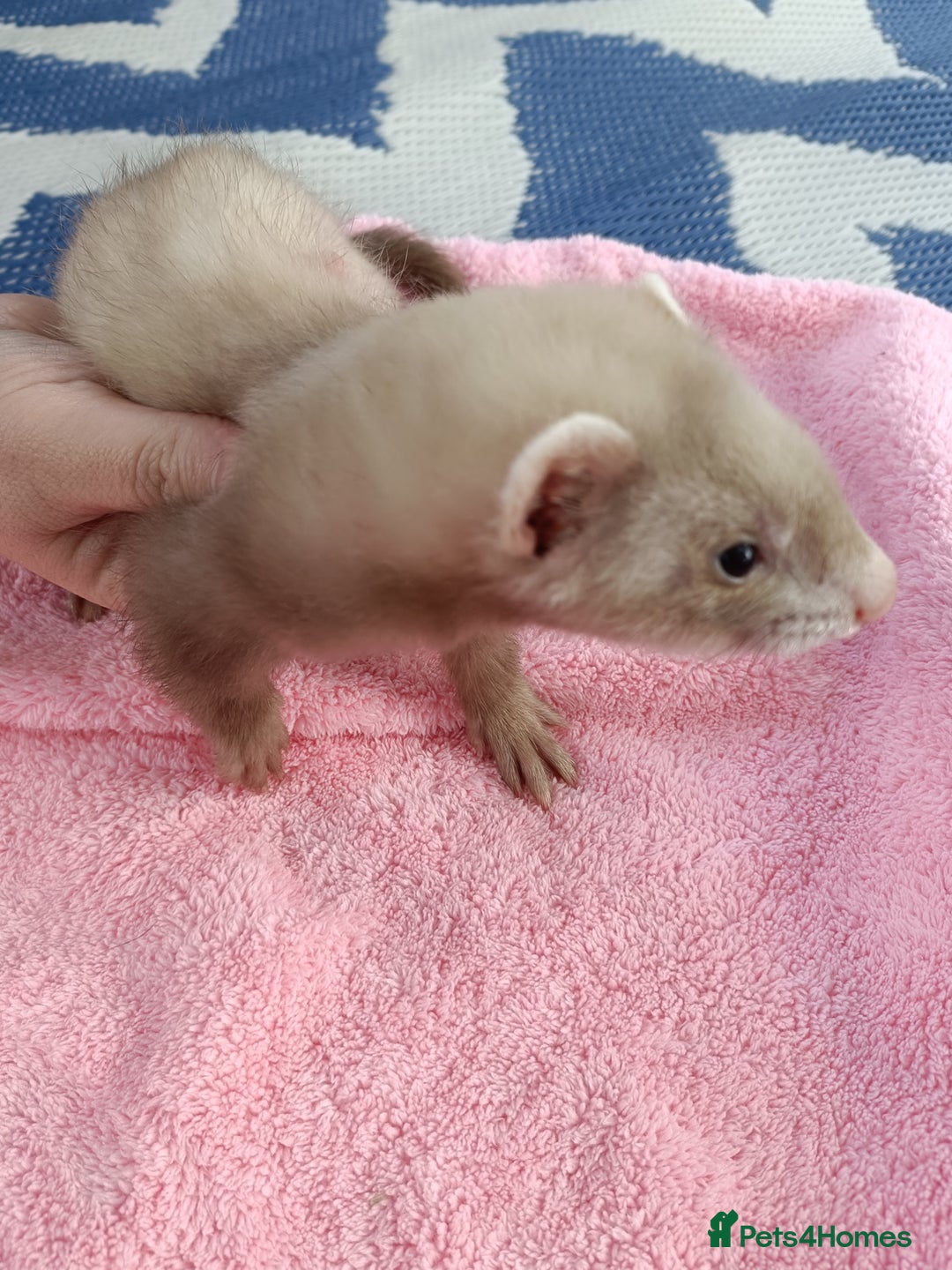 Ferret rodents for sale: Ferrets for Sale - 8 weeks old - Image 5