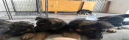 German Shepherd dogs for sale: German Shepards long haired pups in Edinburgh - Advert 5