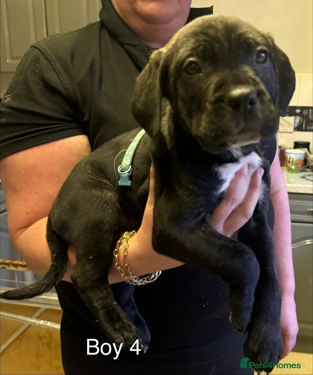 Cane Corso dogs for sale: Cane Corso puppies ready to go - Advert 7