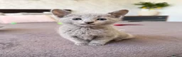 Russian Blue cats for sale: 🐾Champion Line TICA Russian Blue Kittens 🐾 - Advert 16