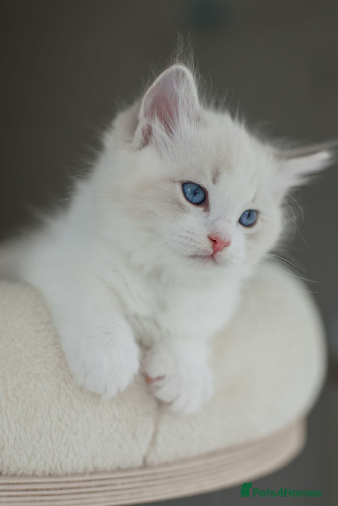 Ragdoll cats Best Bicolour Lynx Ragdoll kittens - Advert 2