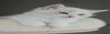 Ragdoll 5 - blue