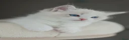 Ragdoll cats for sale: READY NOW Bicolour Lynx Ragdoll kittens - Advert 20