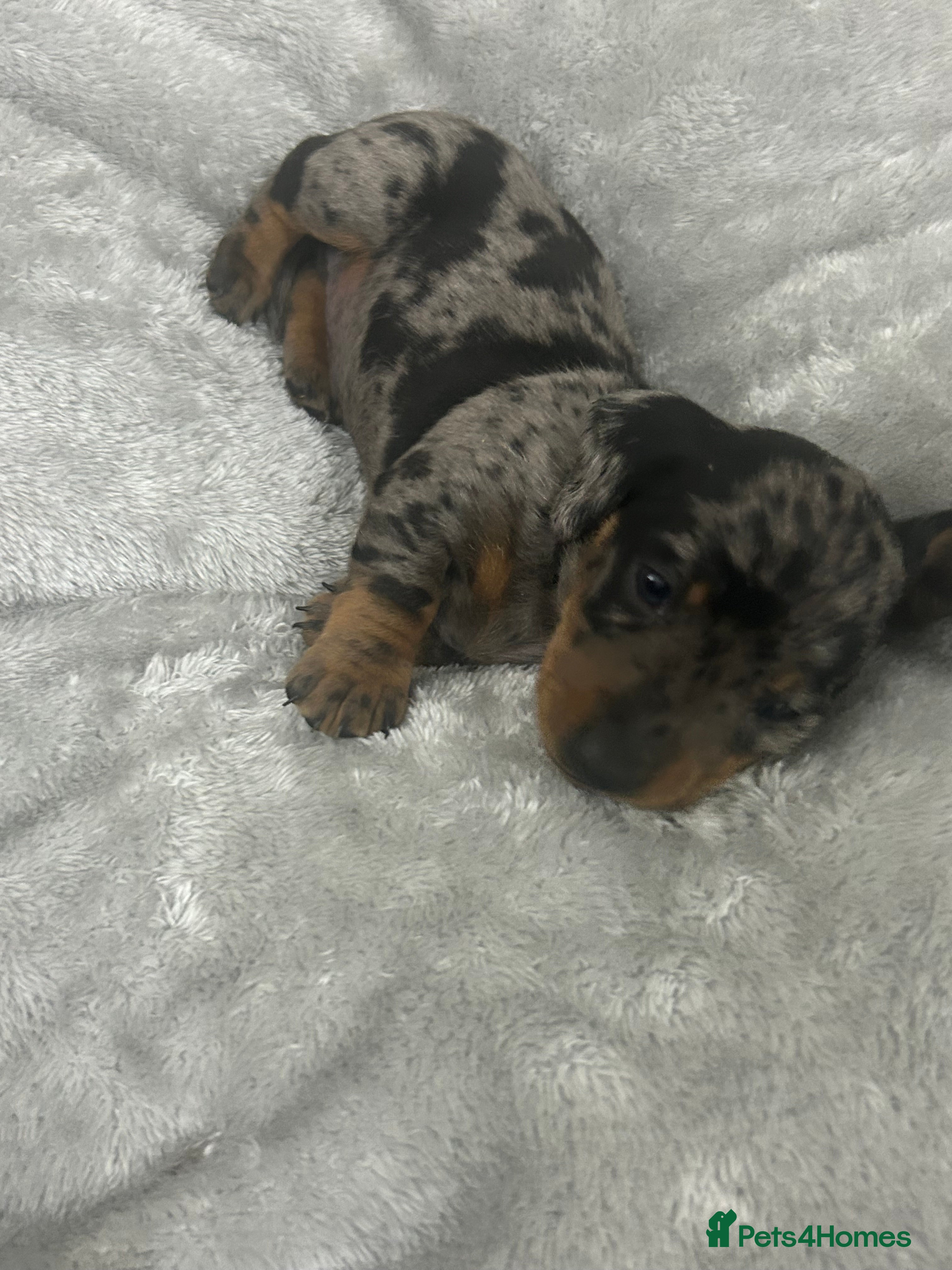 Dachshund dogs 1 adorable dachshund - Advert 5