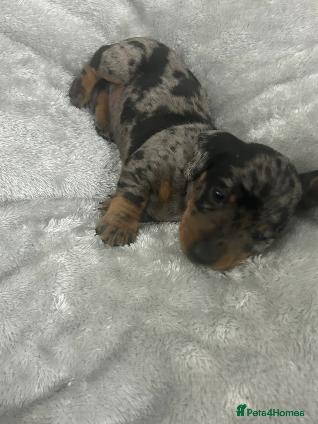 Dachshund dogs for sale: 1 adorable dachshund ready  - Advert 2