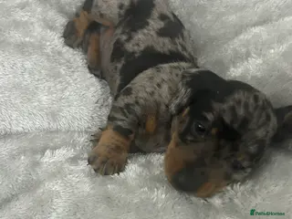 Dachshund dogs 1 adorable dachshund - Advert 5