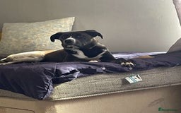Mixed Breed dogs for sale: Finding her a forever home 🏡  - Image 2