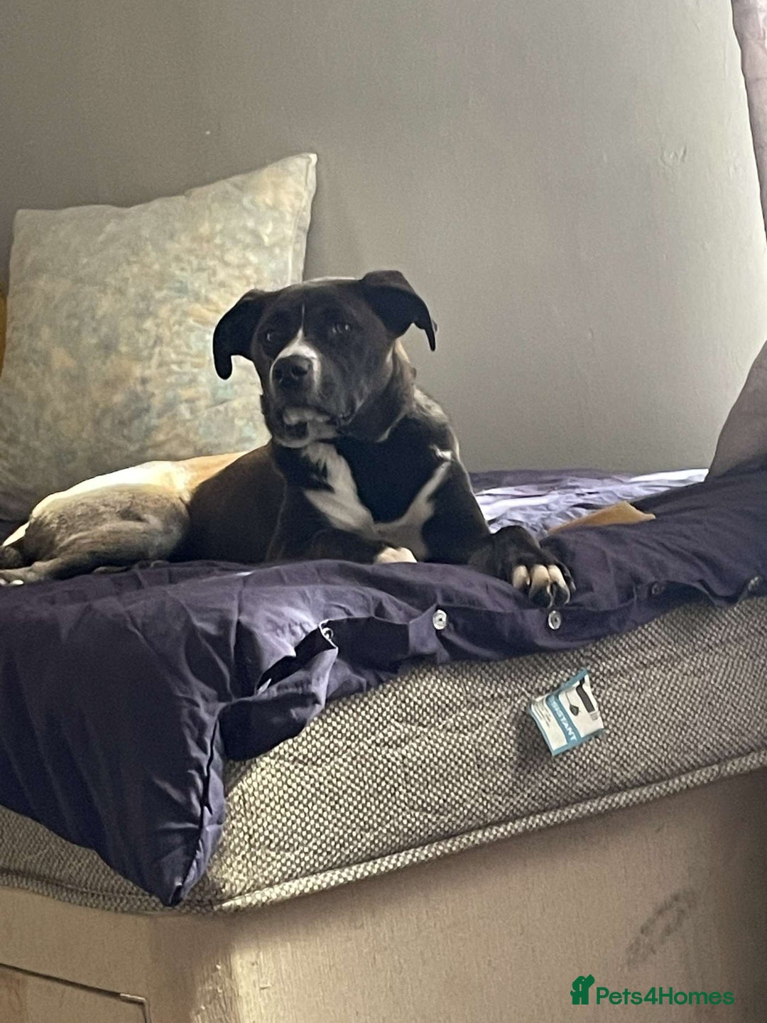 Mixed Breed dogs for sale: Finding her a forever home 🏡  - Image 2