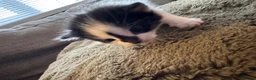 Mixed Breed cats for sale: 4 kittens looking for loving homes  - Advert 12