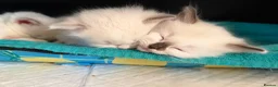 Ragdoll cats for sale: GCCF Registered Ragdoll Kittens - Advert 20