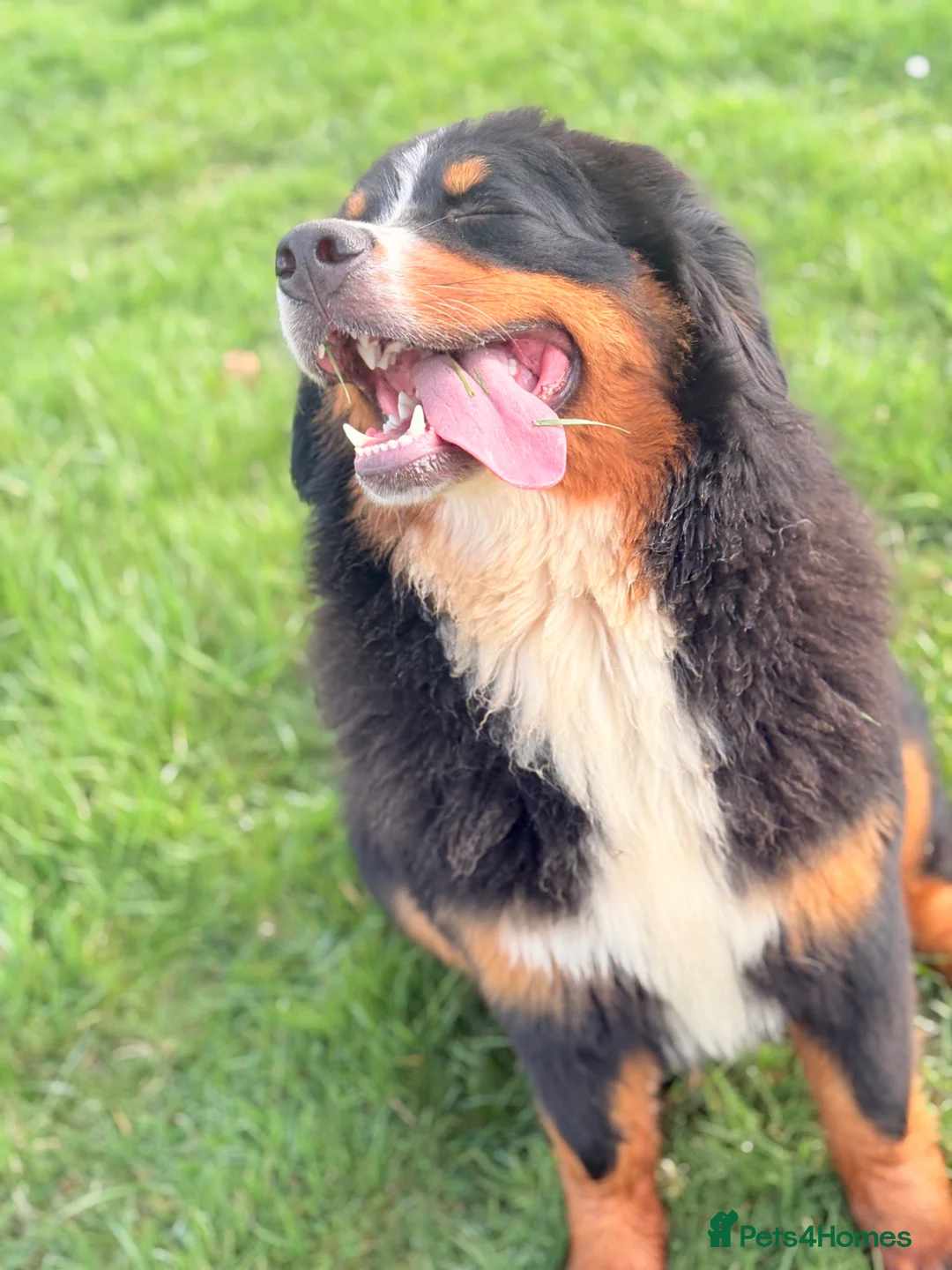 Bernese Mountain Dog dogs for sale: Gorgeous 1 year old Bernese mountain dog female  - Advert 1