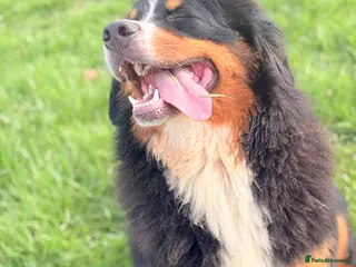 Bernese Mountain Dog dogs Gorgeous 1 year old Bernese mountain dog female - Advert 9