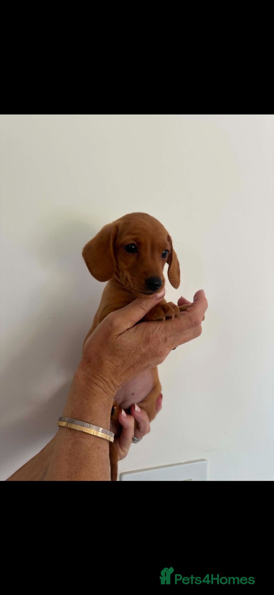 Miniature Dachshund dogs Kennel club registered mini dachshund puppies  - Advert 1