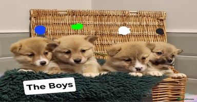 Mixed Breed dogs - Advert 5