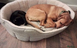 Mixed Breed dogs for sale: Rottweiler/Mastiff  - Advert 4