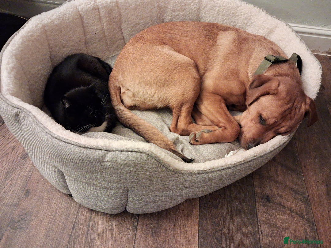 Mixed Breed dogs for sale: Rottweiler/Mastiff  - Advert 4