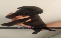 Mixed Breed dogs for sale: 9 German corso puppies  - Image 7