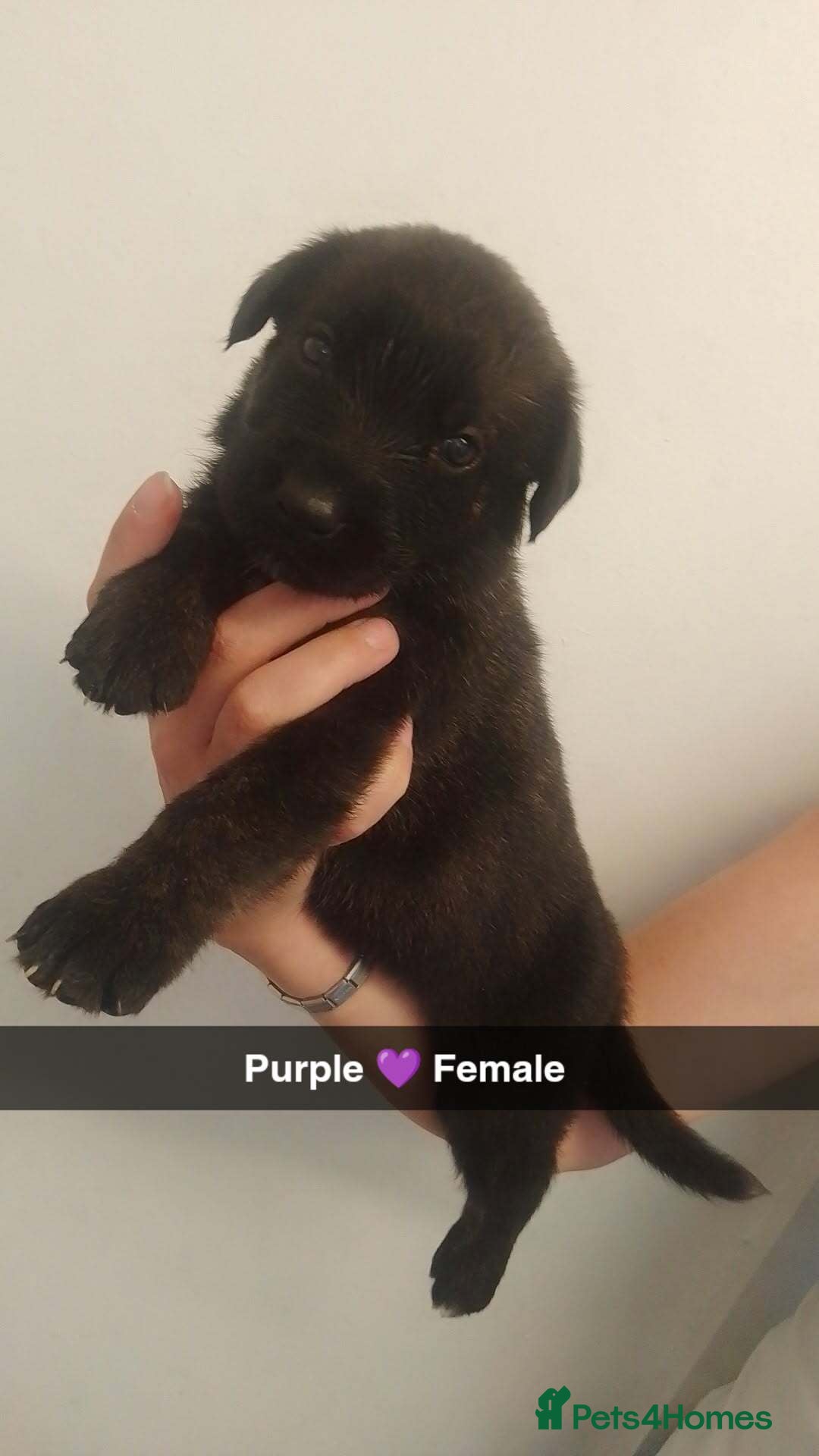 Mixed Breed dogs for sale: 9 German corso puppies  - Image 7