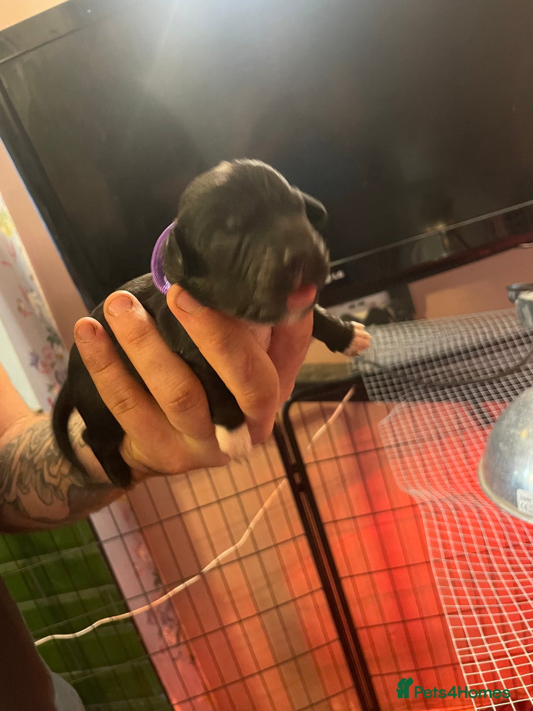 Mixed Breed dogs for sale: Cocker Collie puppies  - Image 6