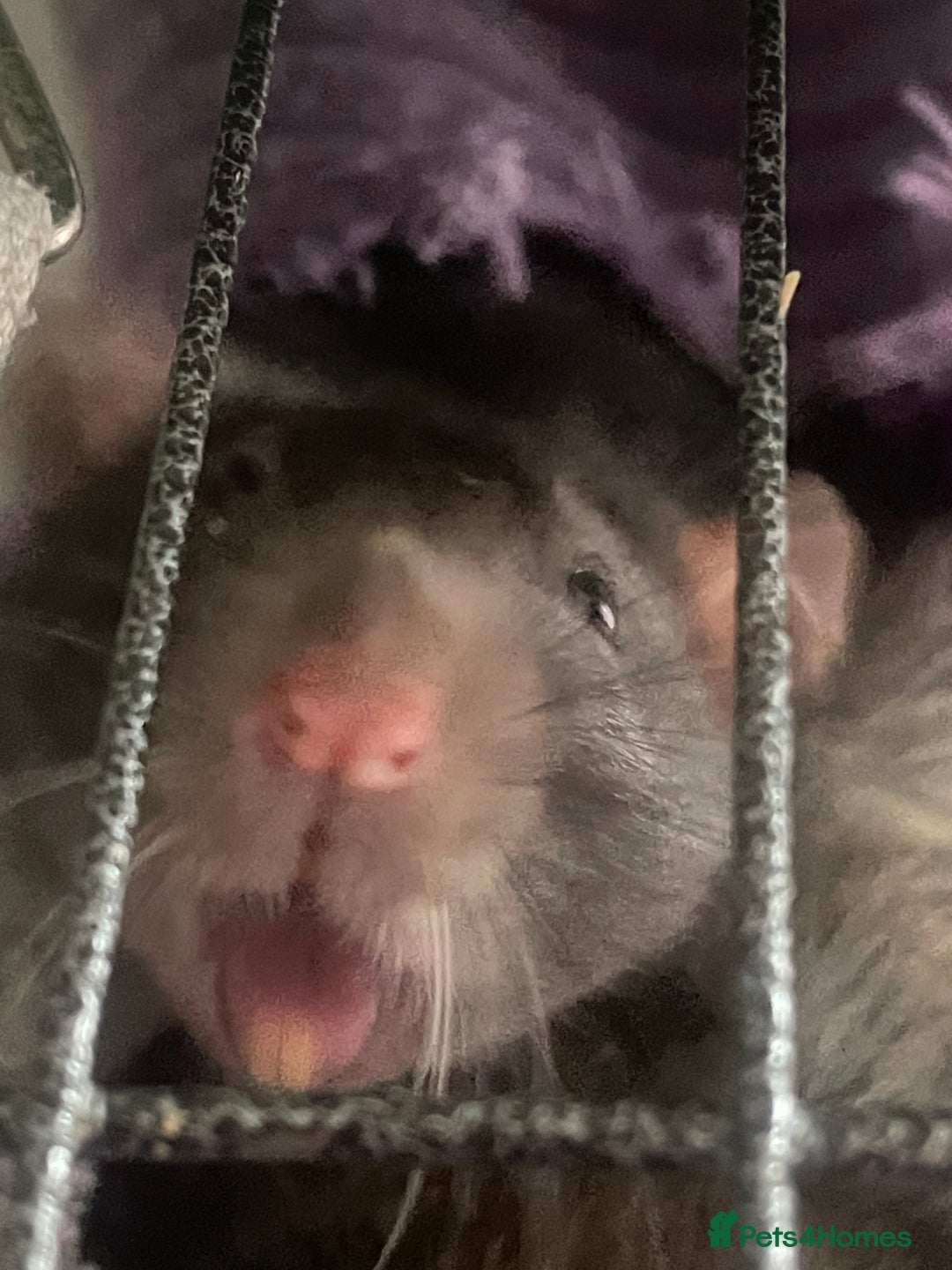 Rat rodents for sale: Rats need rehoming!! - Image 6