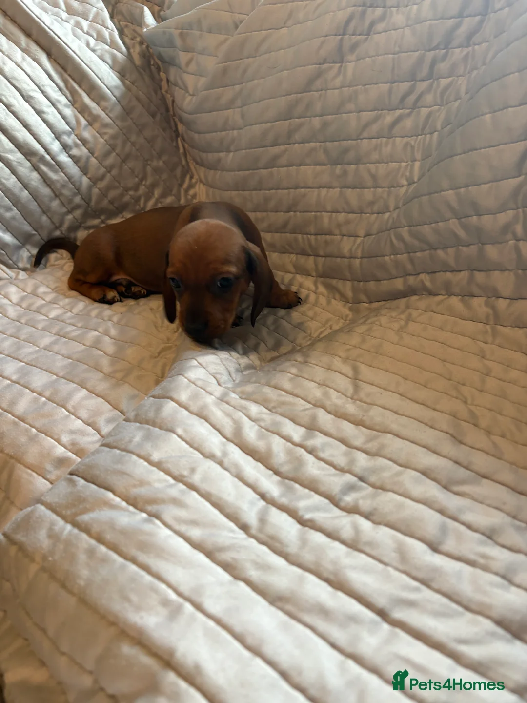 Dachshund dogs for sale: Standard Dachshund puppies for sale  - Advert 22