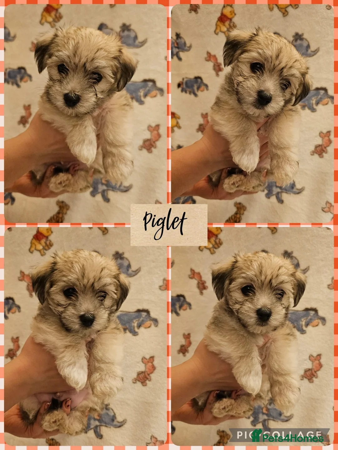 Maltese dogs for sale: Maltese puppies  - Advert 6