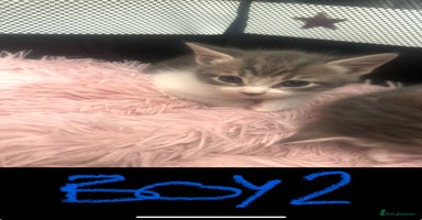 Mixed Breed cats - Advert 9