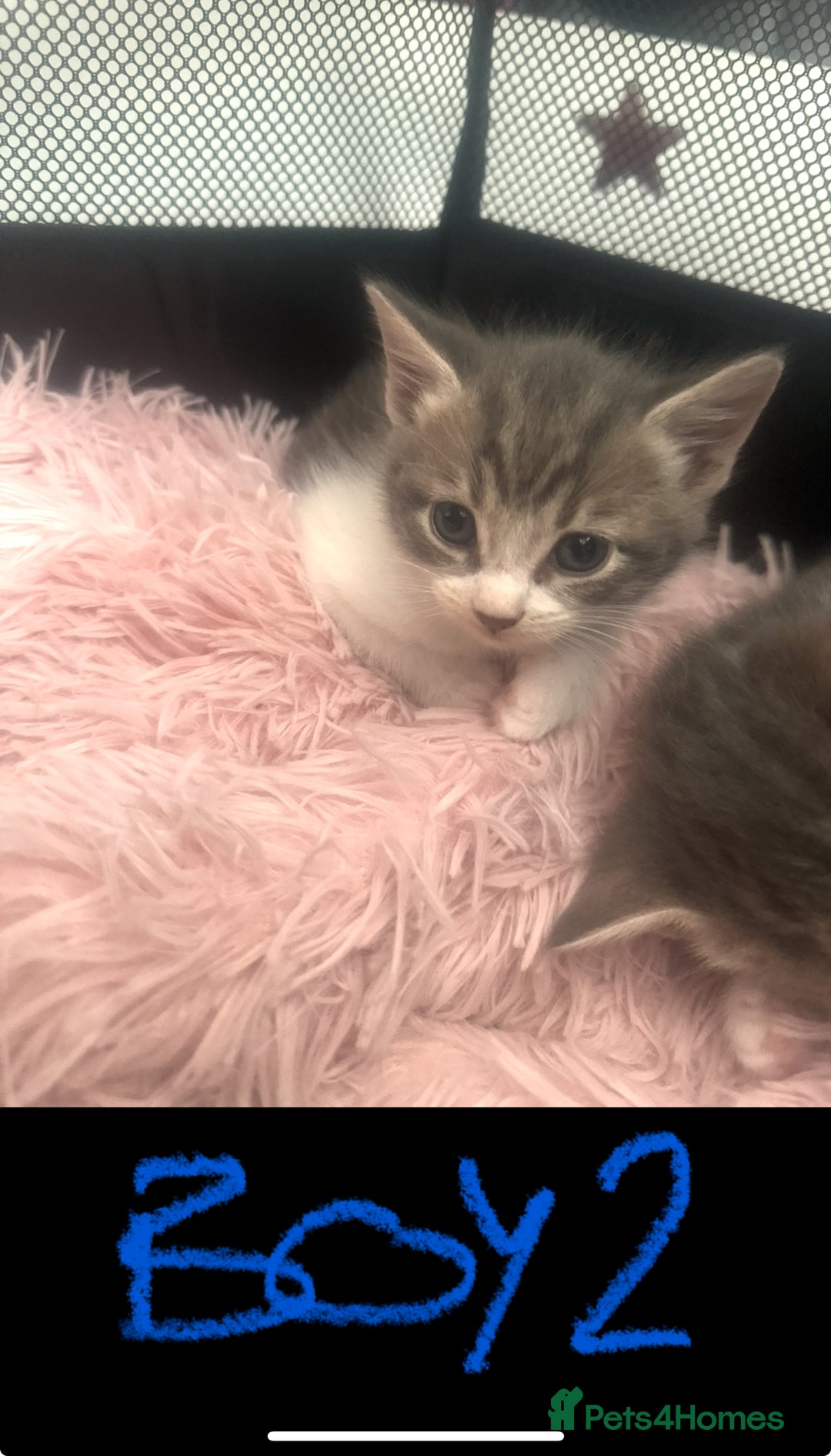 Mixed Breed cats for sale: Tabby and grey kittens  - Image 3